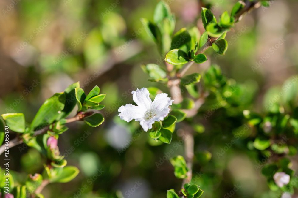 The Serissa japonica, or tree of a thousand stars, is an evergreen flowering shrub native to the tropical woodlands of Southeast Asia. Small white flowers on a bush in the garden, close-up. The Serissa japonica, or tree of a thousand stars, is an evergreen flowering shrub native to the tropical woodlands of Southeast Asia. Small white flowers on a bush in the garden, close-up.