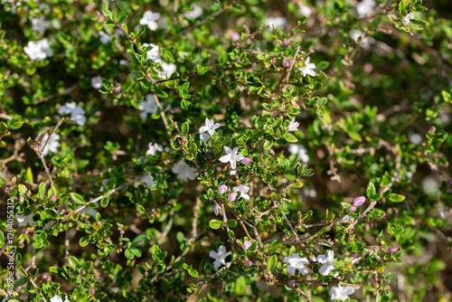 The Serissa japonica, or tree of a thousand stars, is an evergreen flowering shrub native to the tropical woodlands of Southeast Asia. Small white flowers on a bush in the garden, close-up. photo