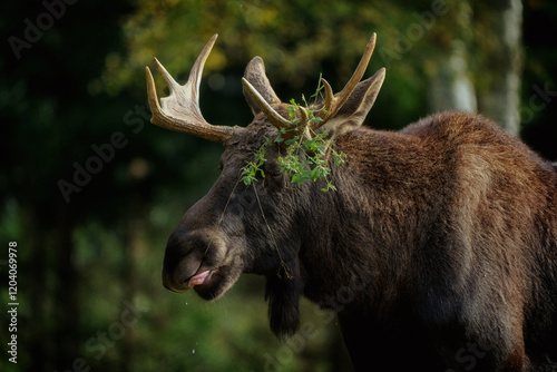 European moose, Alces alces, Markaryd, Sweden. A majestic elk in the forests of the land of a thousand lakes. Autumn forest in the wilderness. Beautiful forests in Sweden. Elk with decorated antlers.