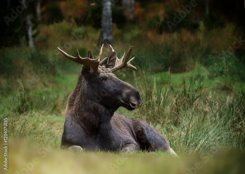 European moose, Alces alces, Markaryd, Sweden. A majestic elk in the forests of the land of a thousand lakes. Autumn forest in the wilderness. Beautiful forests in Sweden. Elk with decorated antlers.
