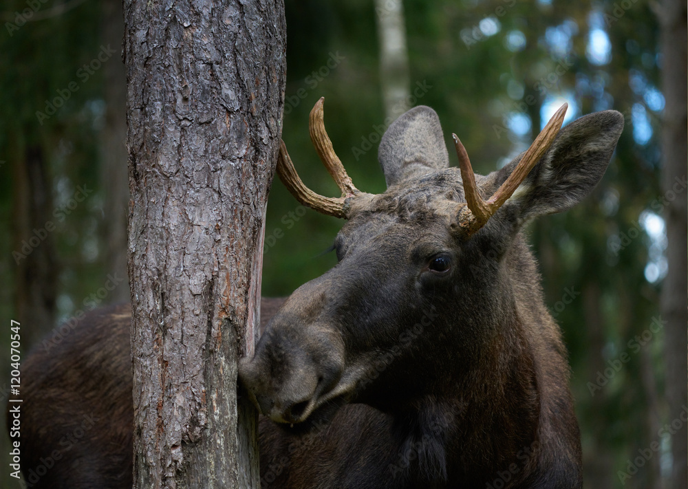 European moose, Alces alces, Markaryd, Sweden. A majestic elk in the forests of the land of a thousand lakes. Autumn forest in the wilderness. Beautiful forests in Sweden. Elk with decorated antlers. European moose, Alces alces, Markaryd, Sweden. A majestic elk in the forests of the land of a thousand lakes. Autumn forest in the wilderness. Beautiful forests in Sweden. Elk with decorated antlers.