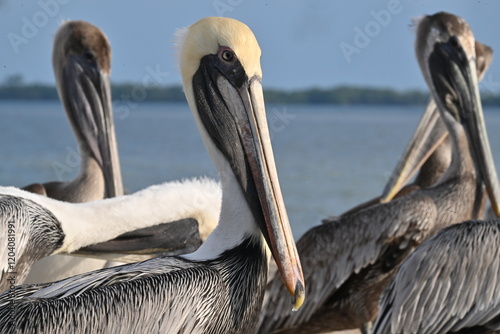 Brown pelicans resting on a pier in the Caribbean Sea photo