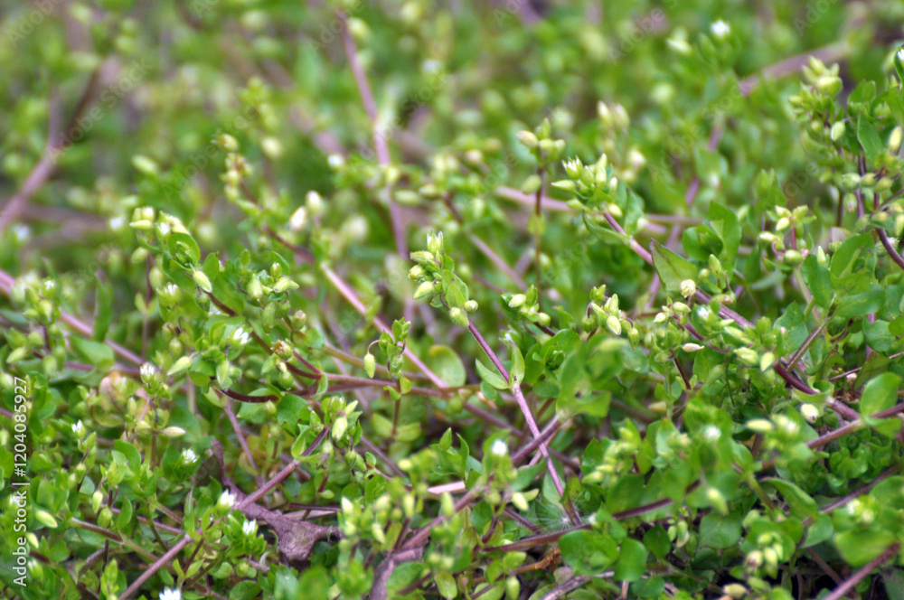 In the spring, Stellaria media grows in nature In the spring, Stellaria media grows in nature
