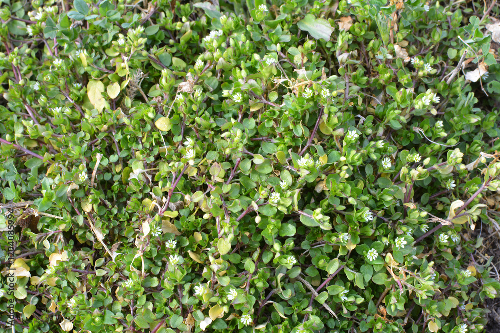 In the spring, Stellaria media grows in nature In the spring, Stellaria media grows in nature