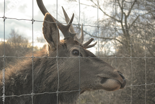 head of a deer photo