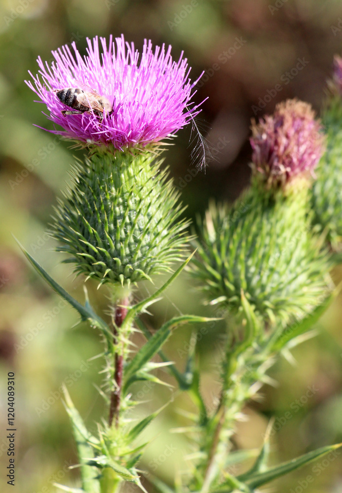 Common thistle (Cirsium vulgare) grows in nature Common thistle (Cirsium vulgare) grows in nature