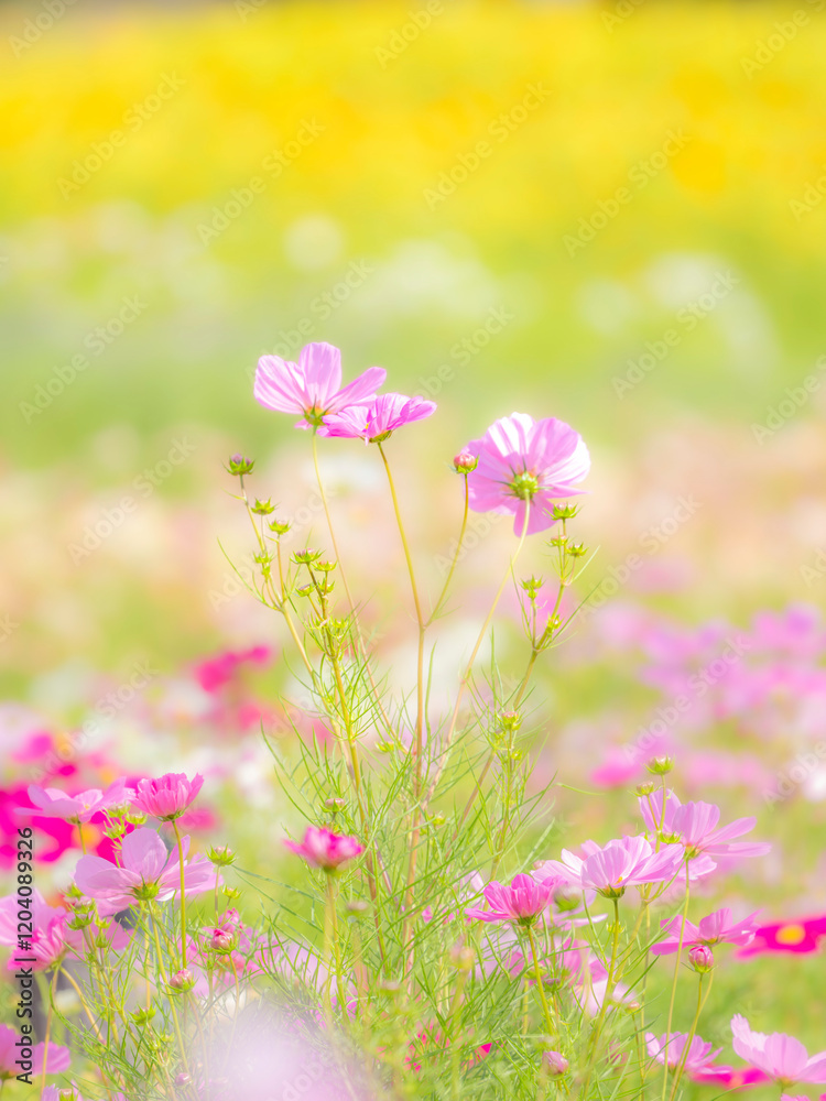 Fototapeta premium 秋の公園や花壇を彩るコスモスのある風景。背景。自然風景素材