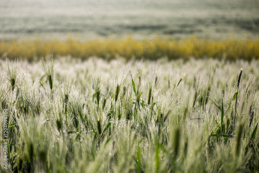 Obraz premium 아침 이슬이 내린 보리밭과 유채밭