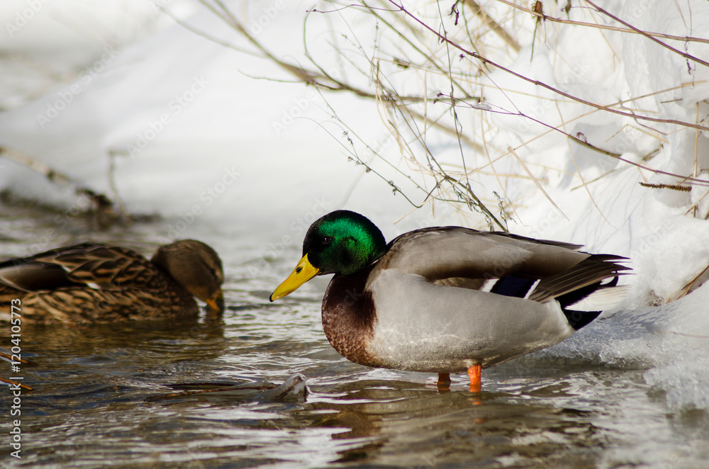 Obraz premium mallard duck on the snow