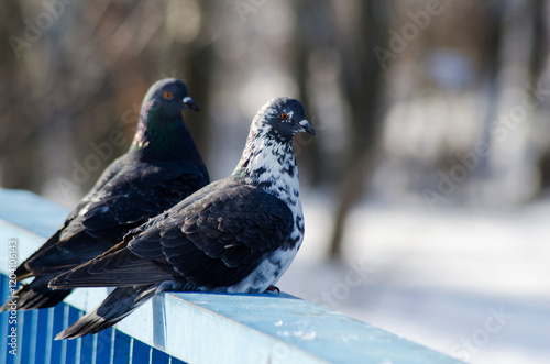 pigeon on the snow