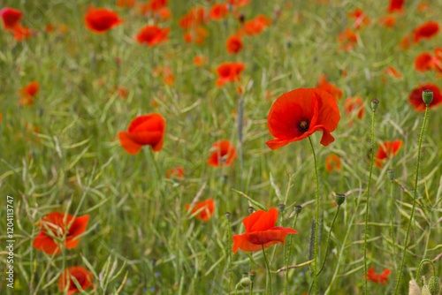 The gentle sway of red poppies fills a vast field, painting the earth with their vibrant, elegant presence.
