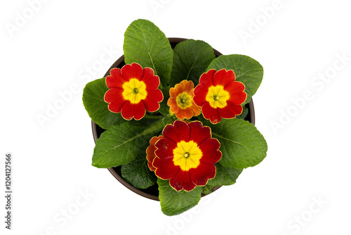Brightly colored red and yellow primrose flowers blooming in a pot with lush green leaves in a home garden setting during daylight hours, isolate on white.