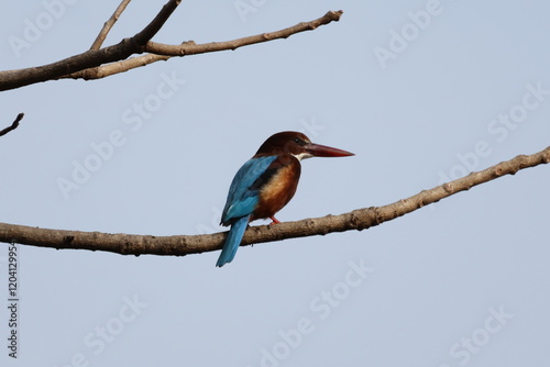  White Throated Kingfisher also known as whiter Breaseted Kingfisher