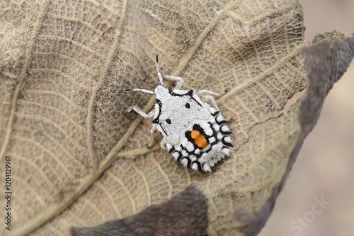 White Stink Bug (Degonetus serratus)