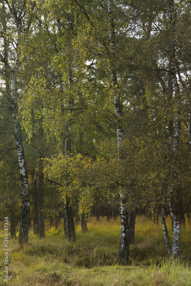Obraz premium a forest with birch trees vertical, birch forest in summer upright, birch forest, sunbeams on birch trees, birches upright, wild meadow on the floor