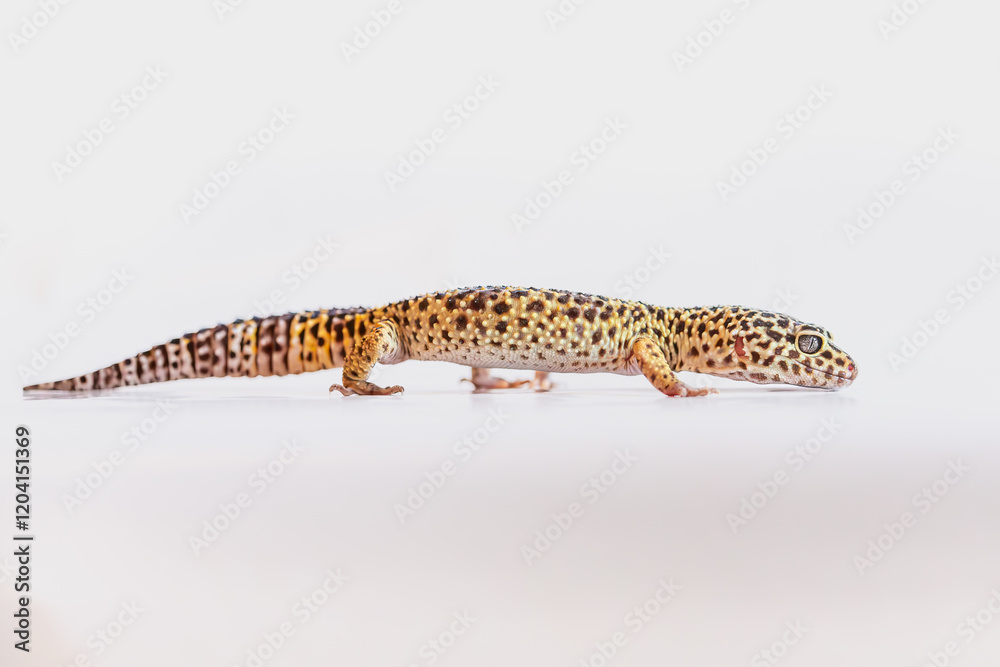 Naklejka premium Yellow leopard gecko studio shot on white