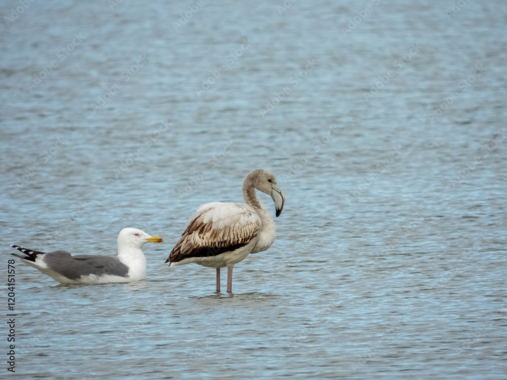 Fototapeta premium Flamingo in natural habitat close-up 