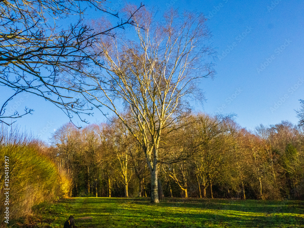 Fototapeta premium Cold day in the park