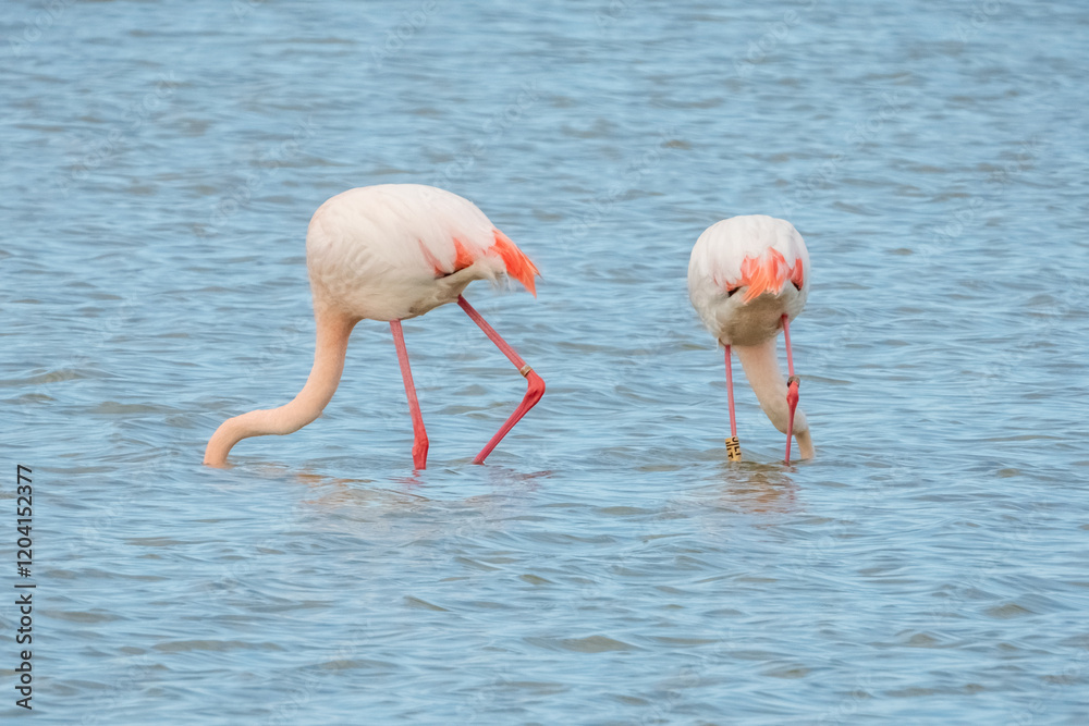 Flamingo in natural habitat close-up
Flamingo in natural habitat close-up