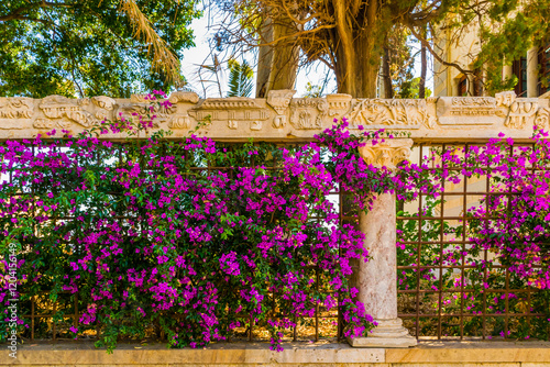 Schilderij op canvas Bougainvillea with old restore remains of colonnade in old Kos town, Kos island,