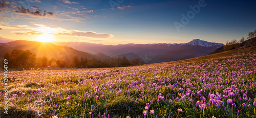 Spring colors and warm light, wide angle view of awakening blooming meadow, sunrise, mountains
