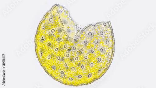 A lysed pollen grains of Four-o-clock or Marvel of Peru (Mirabilis jalapa) under microscope. Fresh sample without staining. Stacked photo