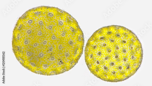 Pollen grains of Four-o-clock or Marvel of Peru (Mirabilis jalapa) under microscope. Fresh sample without staining. Stacked photo