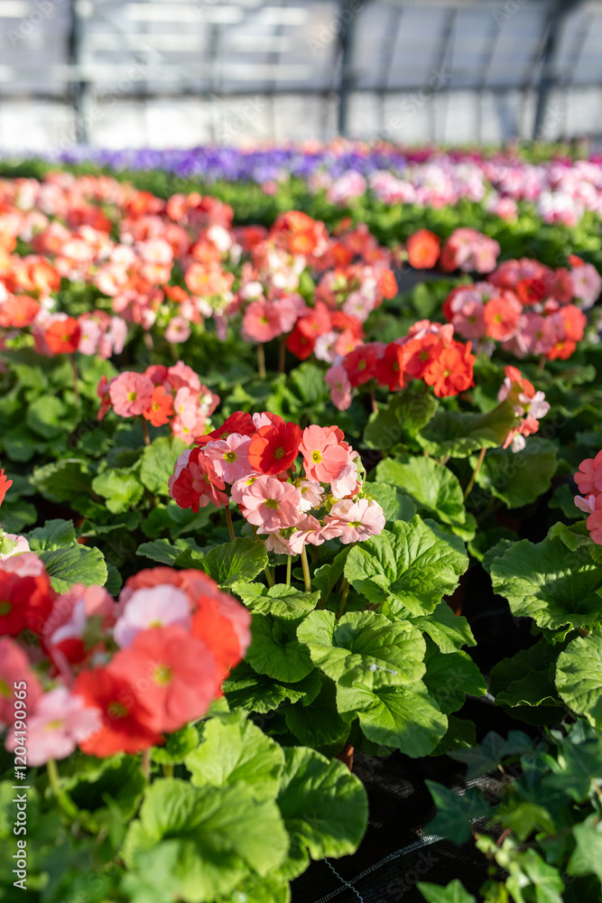 red flowers in a greenhouse