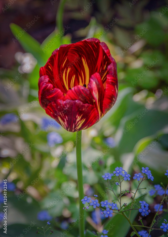 Obraz premium Blooming dark red tulip with striped pattern in the garden.