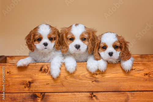 small cavalier king charles spaniel puppy on beige background isolated