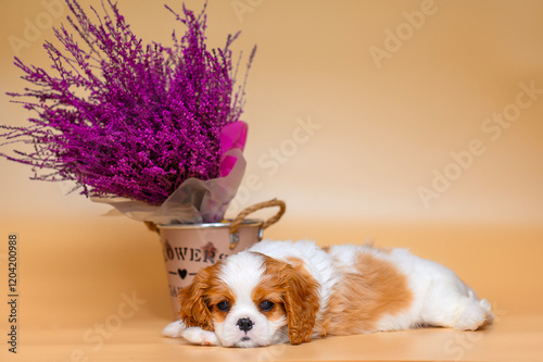 small cavalier king charles spaniel puppy on beige background isolated