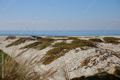 Fototapeta Naklejka Na Ścianę i Meble -  Sand dunes with native plants and sea grass