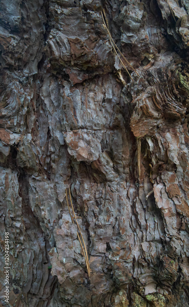 Beautiful close-up of the bark of pinus nigra subsp. pallasiana Beautiful close-up of the bark of pinus nigra subsp. pallasiana