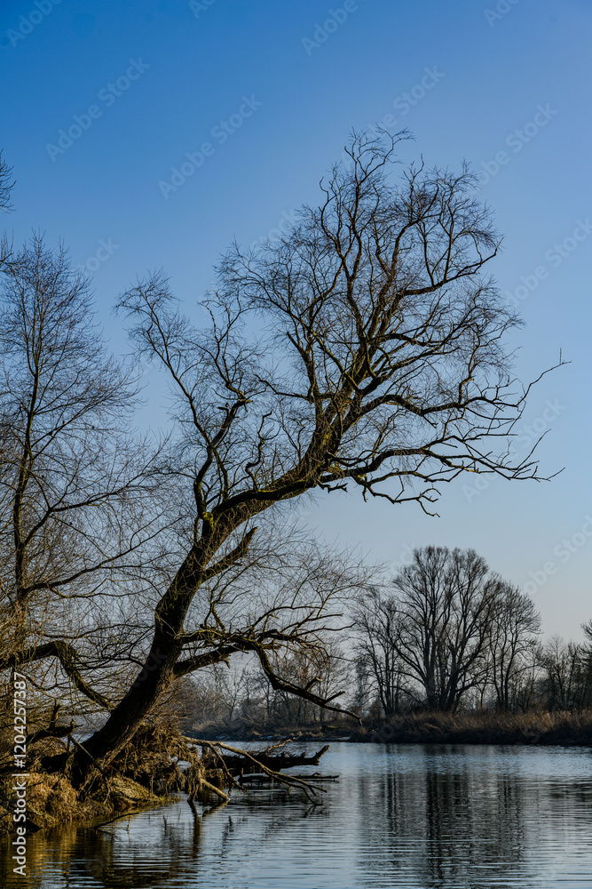 Am Donau-Altarm bei Bogen/Niederbayern Am Donau-Altarm bei Bogen/Niederbayern