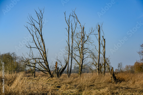 Am Donau-Altarm bei Bogen/Niederbayern photo