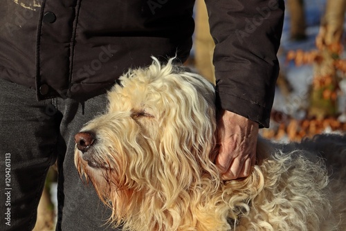 Goldendoodle mit geschlossenen Augen neben Mann, wird gestreichelt photo