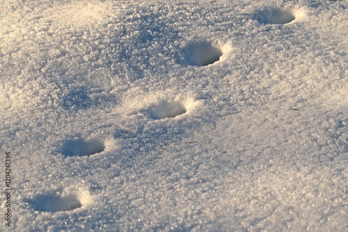 Tierspuren im Schnee photo