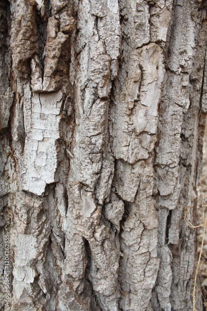 tree bark texture, natural background texture tree bark tree bark texture, natural background texture tree bark