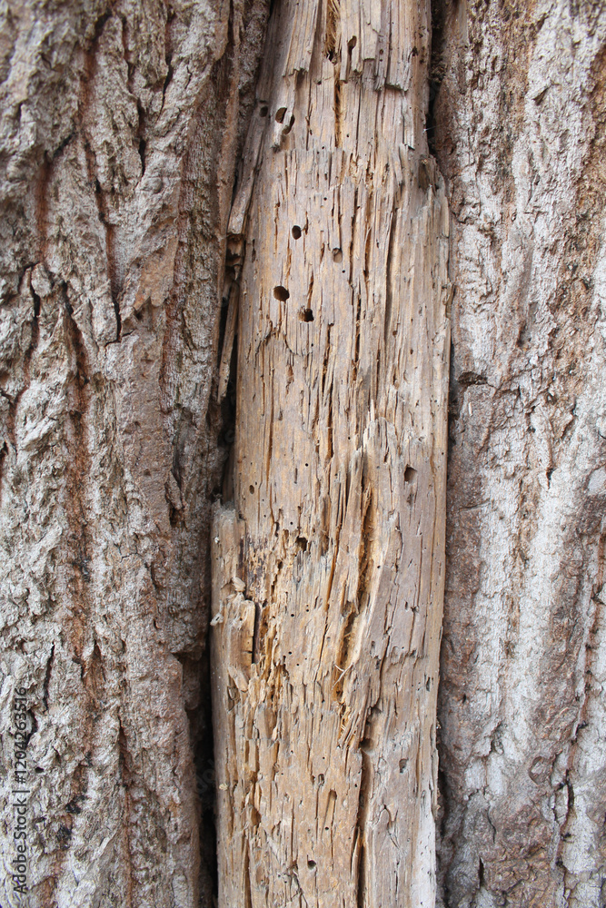 tree bark texture, natural background texture tree bark tree bark texture, natural background texture tree bark