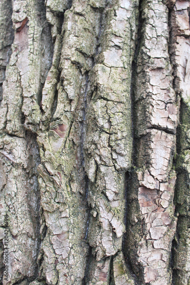 Fototapeta premium tree bark texture, natural background texture tree bark