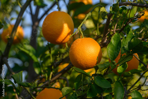 Bright oranges hanging from a vibrant tree in the golden sunlight of a serene orchard