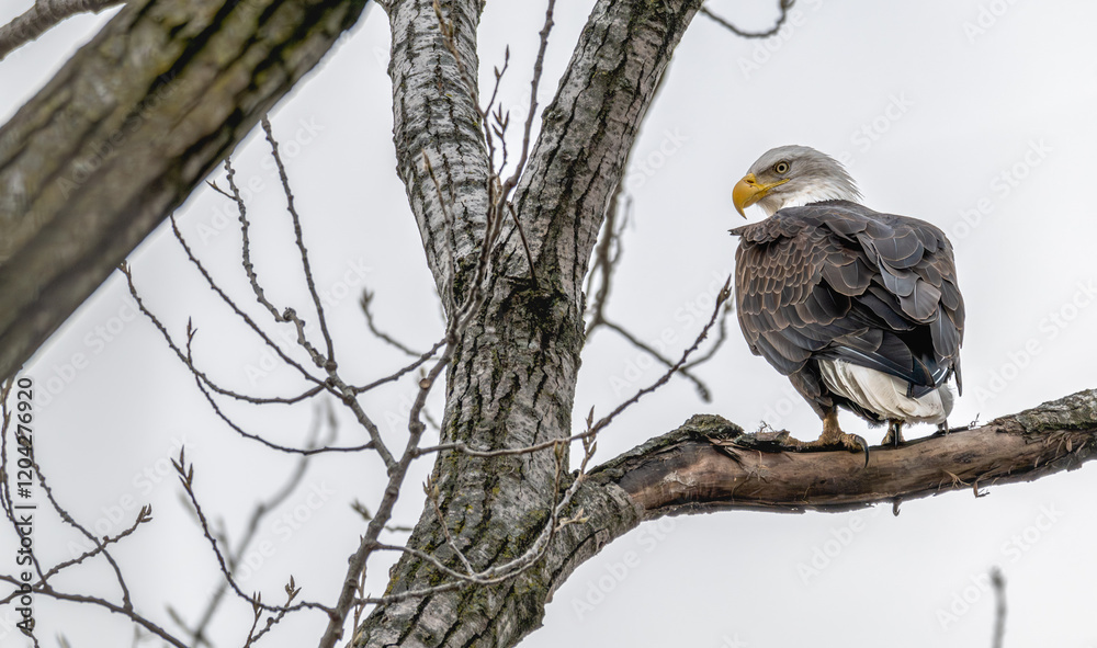 American bald eagle perched in a tree. American bald eagle perched in a tree.