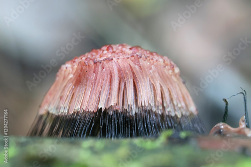 Stemonitis axifera, known as the chocolate tube slime mold, myxomycete from Finland photo