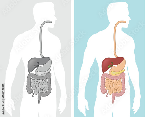 A vector graphic illustration of the human digestive system. 