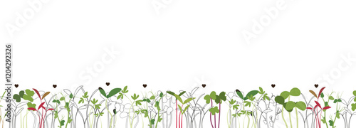 Image of various types of microgreens on a white background. The combination of line art and color spots creates an interesting visual effect. Suitable for design related to healthy eating,and cooking