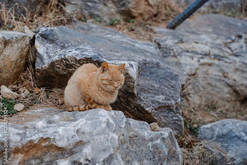 Ginger cat resting on rocks outdoors photo