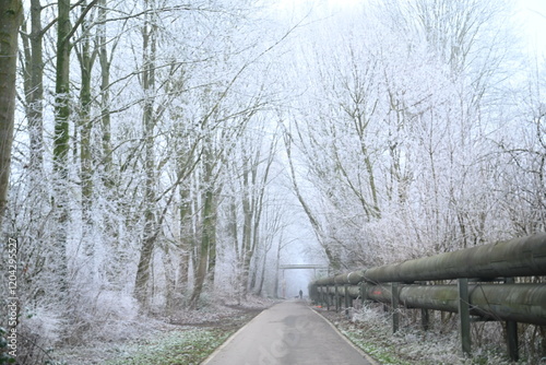 Winter trees colg indistrie place ruhrgebiet photo