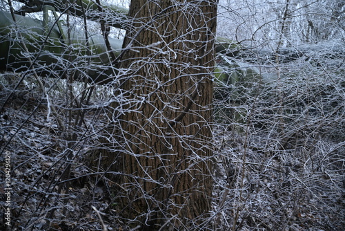 Winter trees colg indistrie place ruhrgebiet photo