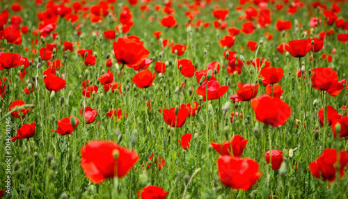 Vibrant Red Poppy Field Landscape Photography