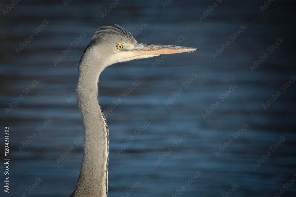 Ardea cinerea aka grey heron close-up head portrait. Huge bird in his habitat on the bank river. Common bird in Czech republic. Ardea cinerea aka grey heron close-up head portrait. Huge bird in his habitat on the bank river. Common bird in Czech republic.